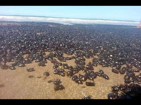 “Βιβλικές” σκηνές στην Αργεντινή: Εκατομμύρια σκαθάρια καλύπτουν τις ακτές! [βίντεο]
